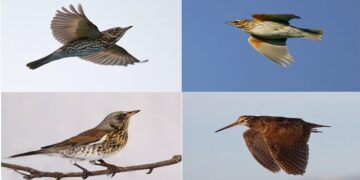 Gli animalisti colpiscono ancora: nelle Marche 21 giorni in meno di caccia per tordi, cesene e beccacce