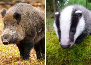 La Valle d’Aosta sperimenta i dissuasori olfattivi per contrastare cinghiali e tassi