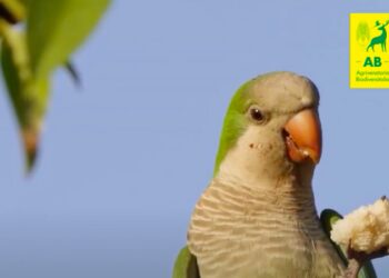 Il Parrocchetto Monaco e i danni all’agricoltura: una specie di cui si parla poco