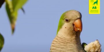 Il Parrocchetto Monaco e i danni all’agricoltura: una specie di cui si parla poco