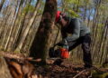 Divieto abbattimento alberi durante il periodo di riproduzione degli uccelli: la sentenza UE