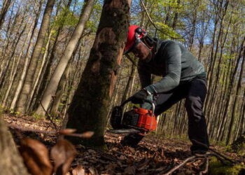Divieto abbattimento alberi durante il periodo di riproduzione degli uccelli: la sentenza UE