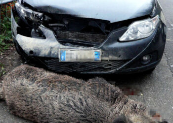 Fauna selvatica, Umbria approva disciplinare per indennizzo danni ai veicoli