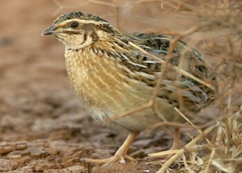 Inanellamento della quaglia: i risultati complessivi del 2025 del Progetto FIDC-UCIM