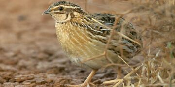 Inanellamento della quaglia: i risultati complessivi del 2025 del Progetto FIDC-UCIM