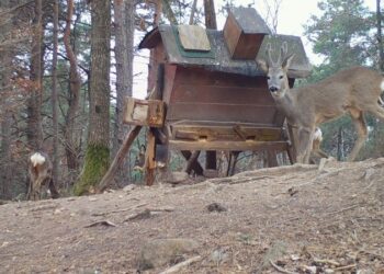 Mangiatoie per ungulati: udienza in tribunale a Trento per la Provincia