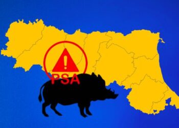 Peste suina, gli ispettori dell’Unione Europea hanno valutato positivamente la gestione dell’Emilia Romagna