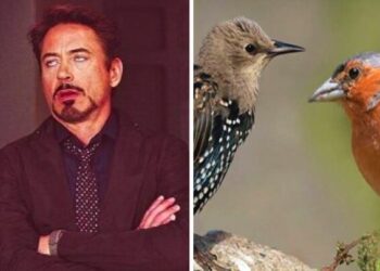 Ci risiamo, in Lombardia gli animalisti ricorrono di nuovo contro le deroghe a storni e fringuelli