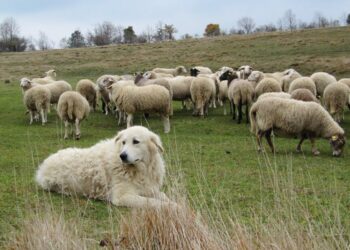 Cani da guardiania e fauna selvatica: un equilibrio delicato