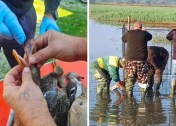 Cacciatori migratori acquatici impegnati nella telemetria satellitare e nel monitoraggio dell’aviaria