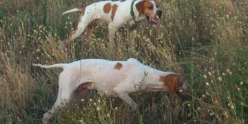 Cani da ferma, presso la sede ENCI l’incontro Italia-Serbia per le attività del 2026