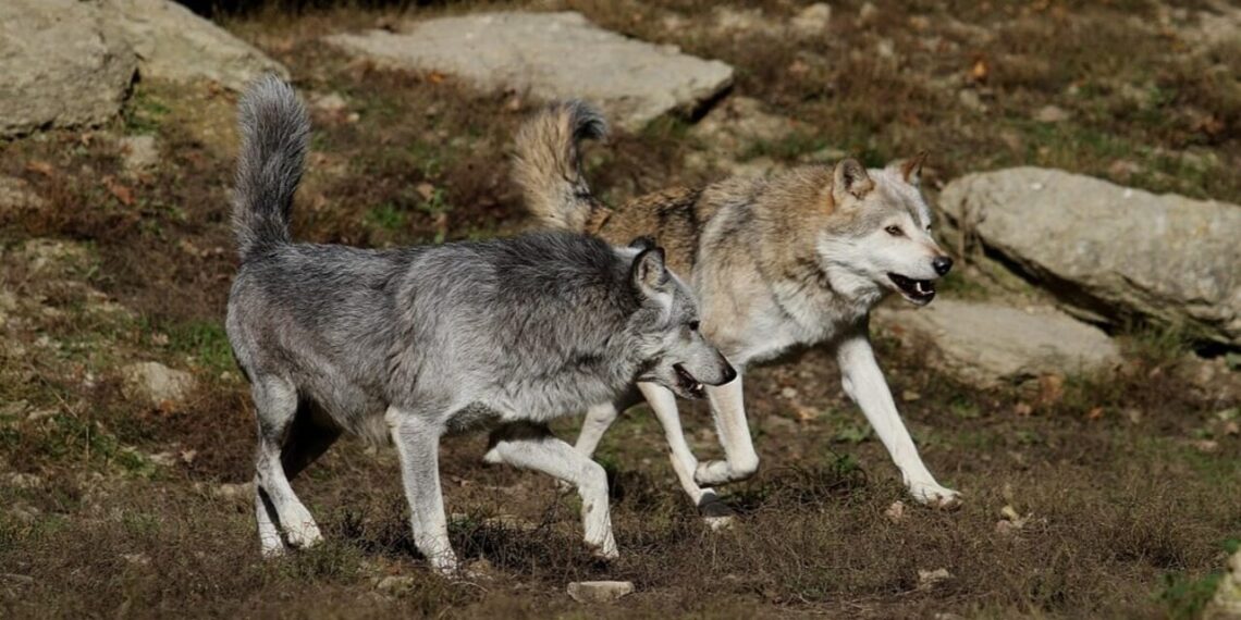 Branco di lupi ferisce bovini al pascolo, Provincia di Trento: “Rimuoviamo esemplari problematici”