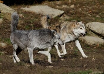 Branco di lupi ferisce bovini al pascolo, Provincia di Trento: “Rimuoviamo esemplari problematici”