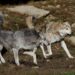 Branco di lupi ferisce bovini al pascolo, Provincia di Trento: “Rimuoviamo esemplari problematici”