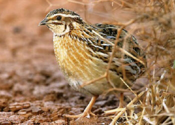 L’UE ha selezionato quaglie, moriglioni e fischioni per i piani di gestione