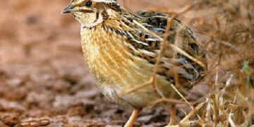 L’UE ha selezionato quaglie, moriglioni e fischioni per i piani di gestione