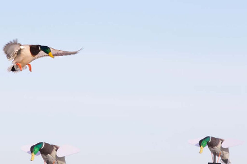 Anatre in volo sopra stampi motorizzati Lucky Duck Anatre in volo sopra stampi motorizzati Lucky Duck