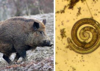 Viterbo, nuovo protocollo della Asl per cercare la trichinellosi nei cinghiali