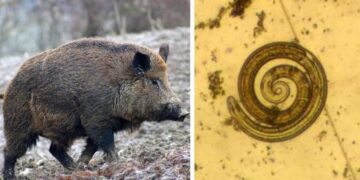Viterbo, nuovo protocollo della Asl per cercare la trichinellosi nei cinghiali