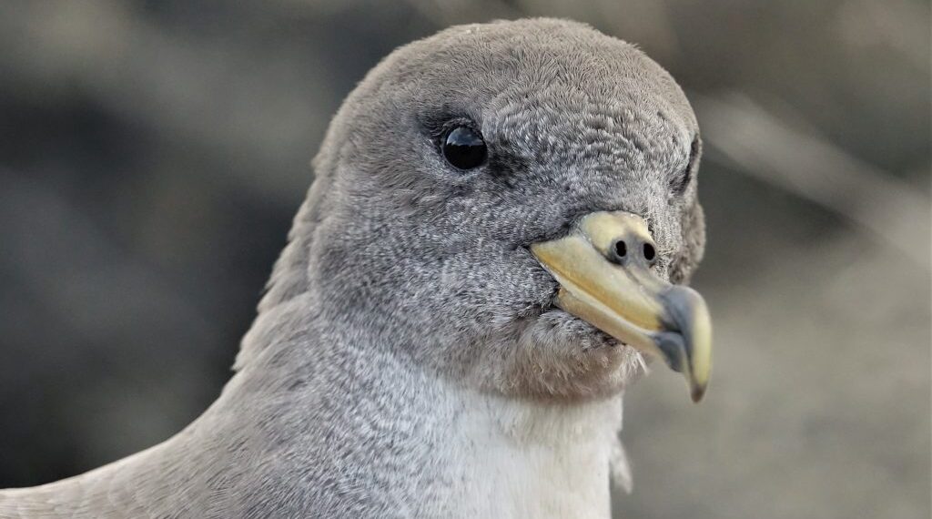 La Berta Maggiore preferisce il buio durante il periodo di migrazione