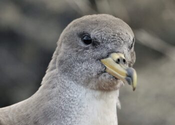 La Berta Maggiore preferisce il buio durante il periodo di migrazione