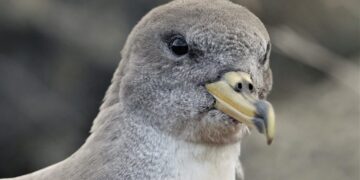 La Berta Maggiore preferisce il buio durante il periodo di migrazione