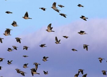 In Svezia 80mila colombacci in transito: la migrazione non è finita