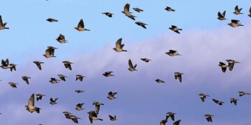 In Svezia 80mila colombacci in transito: la migrazione non è finita