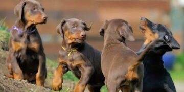 ENCI, si avvicina la decima edizione del Master Allevatore Cinofilo