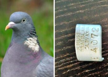 Dalla Slovacchia alla Romagna: l’incredibile viaggio di un colombaccio “certificato”