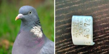 Dalla Slovacchia alla Romagna: l’incredibile viaggio di un colombaccio “certificato”