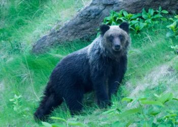 In Giappone troppi attacchi mortali degli orsi: la polizia potrà abbatterli