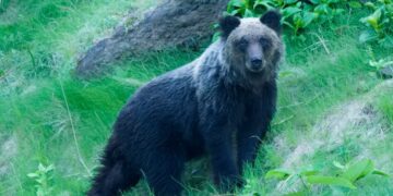 In Giappone troppi attacchi mortali degli orsi: la polizia potrà abbatterli