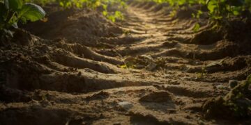 Pubblicata la direttiva per il monitoraggio e la resilienza del suolo approvata da Bruxelles