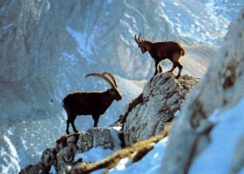 Регион Венето публикует резолюцию о замене руководящих комитетов ATC и CA.