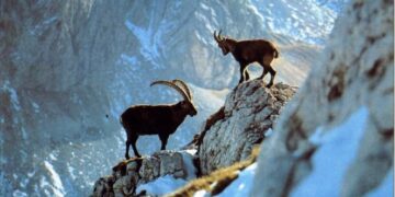 Regione Veneto pubblica la delibera per la sostituzione dei comitati direttivi di ATC e CA