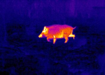 La Basilicata si affida alle termocamere per monitorare i cinghiali