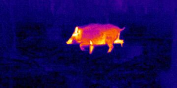 La Basilicata si affida alle termocamere per monitorare i cinghiali