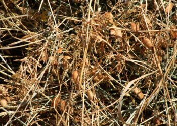 I cinghiali devastano il raccolto di lenticchie, risarcimento negato agli eredi