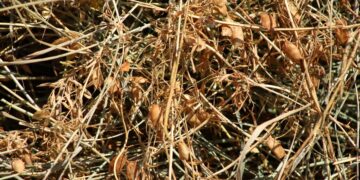 I cinghiali devastano il raccolto di lenticchie, risarcimento negato agli eredi