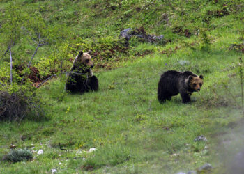 Maiella, un nucleo familiare di orso bruno è uscito dal territorio del parco