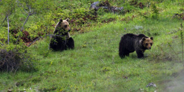 Maiella, un nucleo familiare di orso bruno è uscito dal territorio del parco
