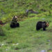 Maiella, un nucleo familiare di orso bruno è uscito dal territorio del parco