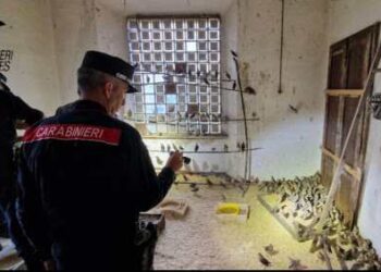 Il preoccupante fenomeno dei farmaci dopanti che alterano il canto degli uccelli