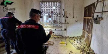 Il preoccupante fenomeno dei farmaci dopanti che alterano il canto degli uccelli