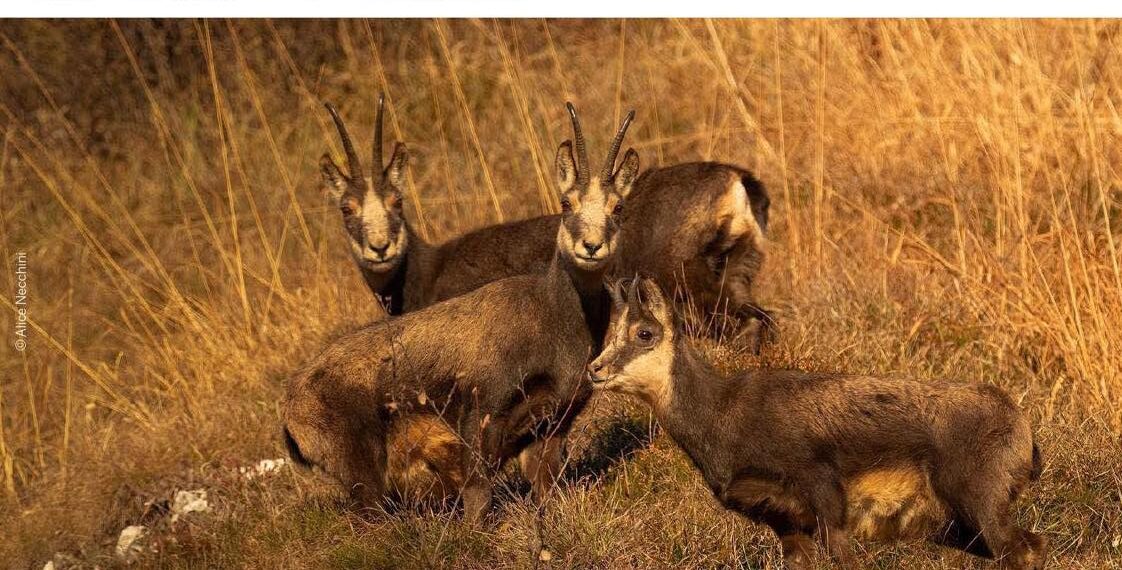 Università Ca’ Foscari: una lezione aperta su gestione, caccia e riforma della 157/92