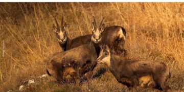 Università Ca’ Foscari: una lezione aperta su gestione, caccia e riforma della 157/92