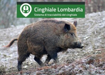 Peste suina, dal 16 gennaio in Lombardia si potrà usare l’app “Cinghiale”