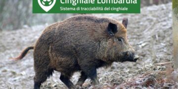 Peste suina, dal 16 gennaio in Lombardia si potrà usare l’app “Cinghiale”