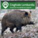 Peste suina, dal 16 gennaio in Lombardia si potrà usare l’app “Cinghiale”